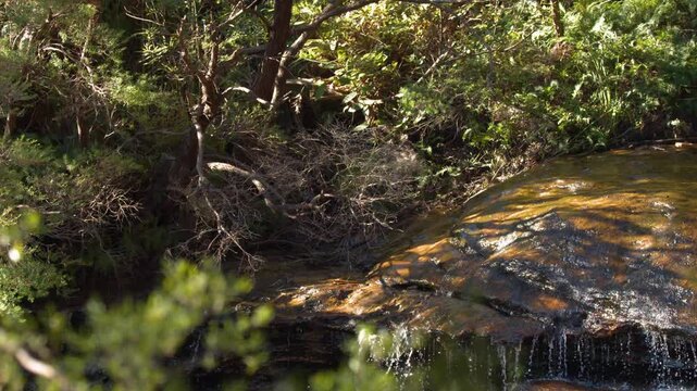 Sunlight Filtering Through Trees onto a Small Forest Waterfall