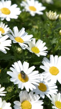 Green Bottle Fly Resting on White Daisy Flowers in Tokyo Garden