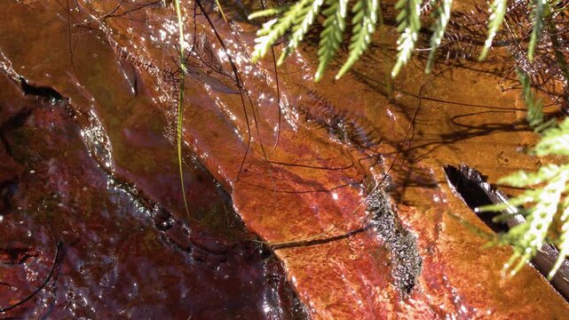 Water Flowing Over Red Sandstone Rock in Australian Bushland