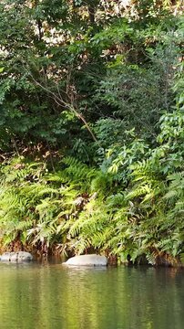 Tranquil Pond with Lush Greenery and Ferns in Japanese Garden