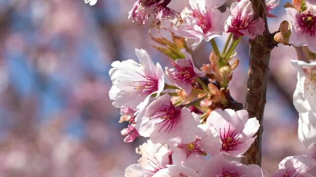 Pink Cherry Blossoms Blooming on Branch Against Blue Sky