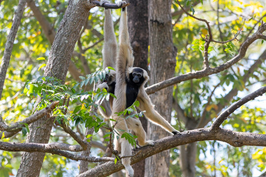 Two white-handed gibbons hang and swing together among the branches of a lush green tree.