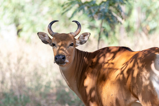 A brown banteng with curved horns turns its head to look back while standing in dappled sunlight.
