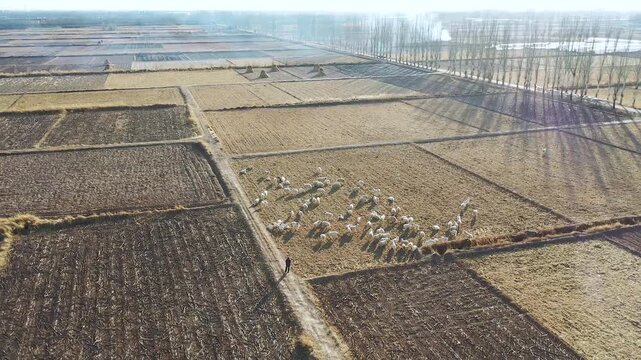 Aerial View of Sheep Grazing in Winter Farmland