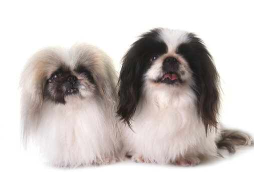 Pekingese dogs in studio