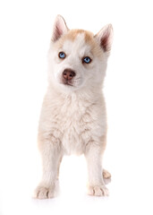 puppy siberian husky © cynoclub