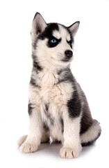 puppy siberian husky © cynoclub