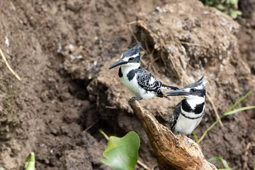 Breeding pair of African pied kingfishers, Ceryle rudis, perched on the banks of Lake Edward, Uganda. This is a popular breeding site, the birds nest in the soft soil. © Rixie