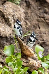 Breeding pair of African pied kingfishers, Ceryle rudis, perched on the banks of Lake Edward, Uganda. This is a popular breeding site, the birds nest in the soft soil. © Rixie