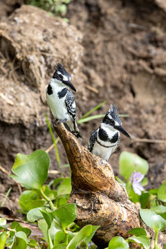 Breeding pair of African pied kingfishers, Ceryle rudis, perched on the banks of Lake Edward, Uganda. This is a popular breeding site, the birds nest in the soft soil.