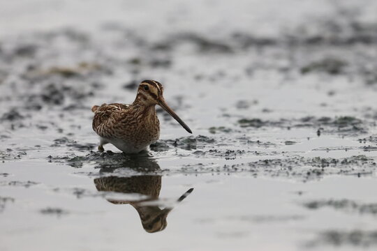 snipe