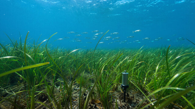 Fish swim among seagrass in shallow water. A monitoring device sits on the ocean floor. Sunlight shines through the water surface, creating a bright and clear atmosphere