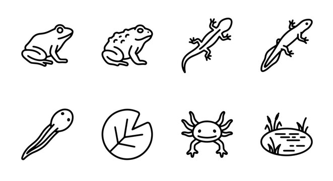 Amphibian Life Cycle Icons, Frog Tadpole and Salamander Vector Set, Pond Ecosystem Elements, Simple Outline Graphics for Nature Education