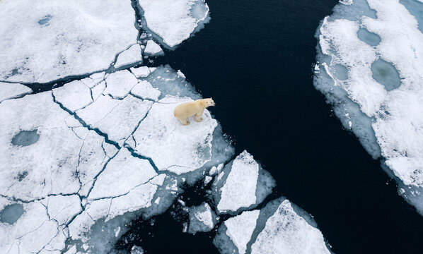 Climate change concept with single polar bear stranded on melting arctic ice floe