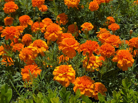 Marigold orange flowers Tagetes erecta