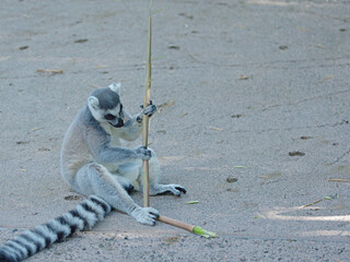 Ring-Tailed Lemur Sitting on Ground Holding a Bamboo Stick © blueringmedia