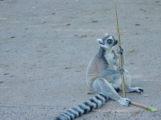 Ring-Tailed Lemur Sitting on Ground Holding a Bamboo Stick © blueringmedia