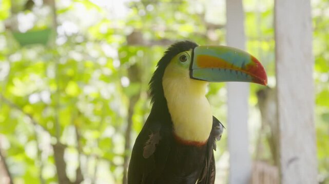 Keel billed toucan turns its colorful beak as camera gently reframes portrait.