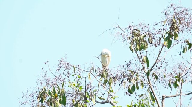Great egret preens and raises its long neck while camera reframes the treetop.
