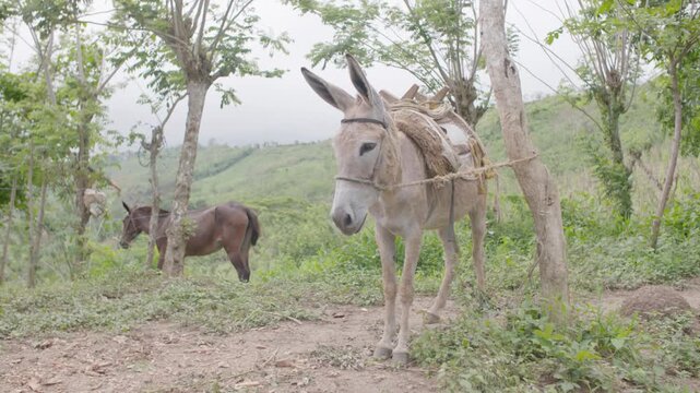 Tethered pack donkey stands while another grazes as camera slowly widens.