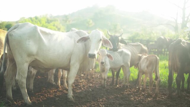 Brahman cow approaches lens while cattle and calves gather in warm backlight.