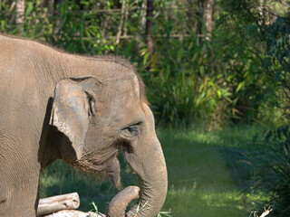 Naklejka premium Side Profile of an Asian Elephant Head in Natural Sunlight