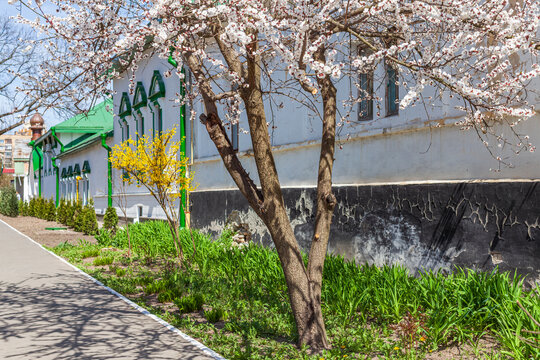 Beautiful scenic view of a traditional historic white building with blossoming apricot tree in spring