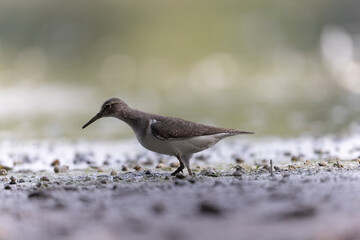 Obraz premium Common Sandpiper Tringa or Actitis hypoleucos wading