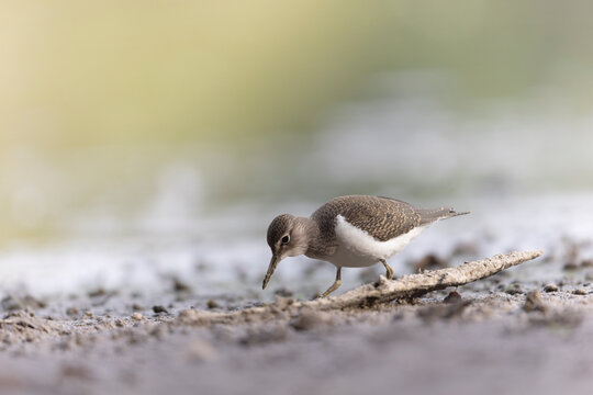 Common Sandpiper Tringa or Actitis hypoleucos wading