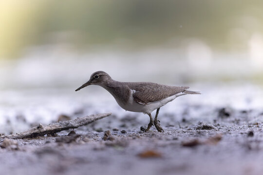 Common Sandpiper Tringa or Actitis hypoleucos wading