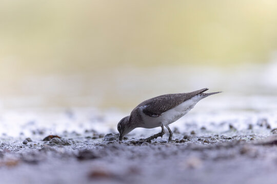 Common Sandpiper Tringa or Actitis hypoleucos wading