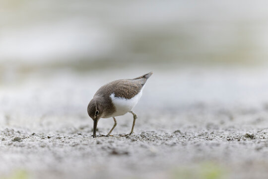 Common Sandpiper Tringa or Actitis hypoleucos wading