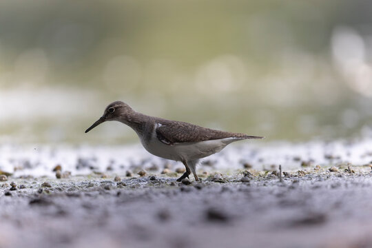 Common Sandpiper Tringa or Actitis hypoleucos wading