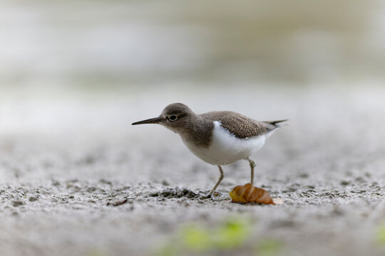 Common Sandpiper Tringa or Actitis hypoleucos wading