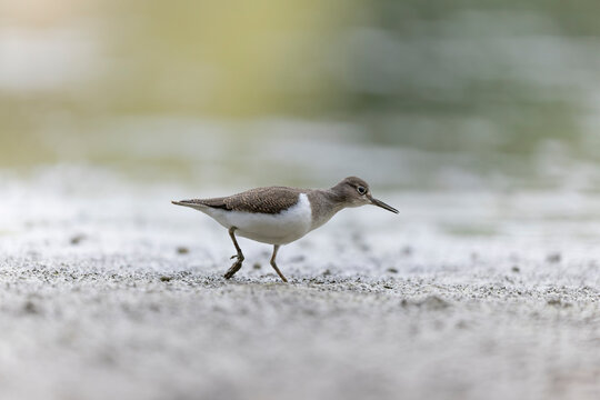 Common Sandpiper Tringa or Actitis hypoleucos wading