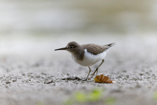 Common Sandpiper Tringa or Actitis hypoleucos wading