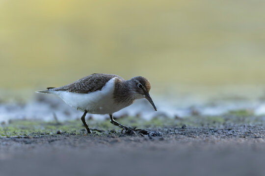 Common Sandpiper Tringa or Actitis hypoleucos wading