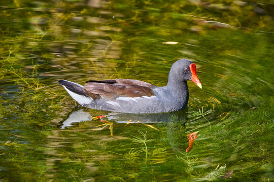 Common gallinule Gallinula galeata bird with red forehead redhead swimming in emerald green pond with beautiful reflections searching for food 