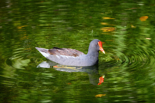 Common gallinule Gallinula galeata bird with red forehead redhead swimming in emerald green pond with beautiful reflections searching for food 