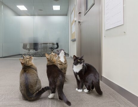 Multiple Cats Facing a Double-Booked Meeting Room in an Office Corridor Confused and Unable to Resolve the Scheduling Conflict in a Humorous Scene