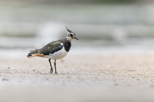 Northern Lapwing Vanellus vanellus on ground