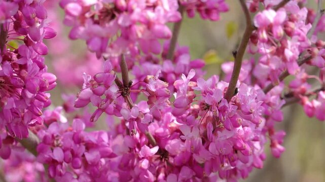 Pink Redbud Blossoms on Tree Branches in Spring