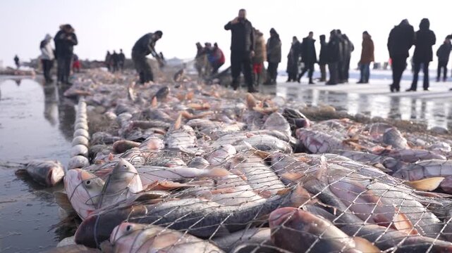 Large fish catch in net on icy shoreline with people in winter