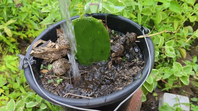 Watering cactus leaves in a black garden pot with moist soil, surrounded by green plants.