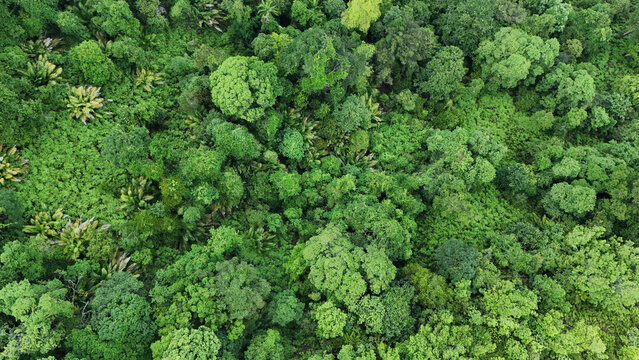 Aerial view of a dense tropical forest canopy with lush green trees forming a natural textured landscape.