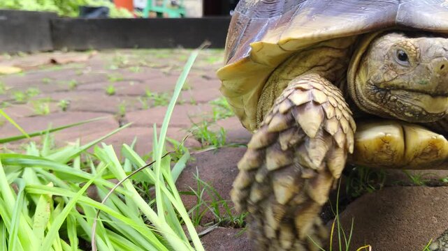 A close-up shot of a turtle on a brick path, highlighting the intricate details of its shell, set against the serene and natural backdrop of an outdoor garden.