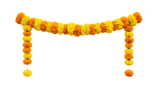 Traditional indian marigold flower garland for door decoration isolated on transparent background