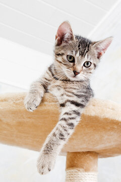 Domestic cat, kitten lying on cat tree