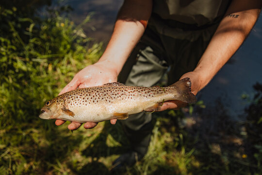 Man holding a caught brown trout by the lake during summer