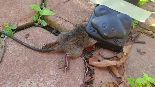 A dead mouse trapped in a black plastic mousetrap on the brick patio in the backyard, swarming with ants.